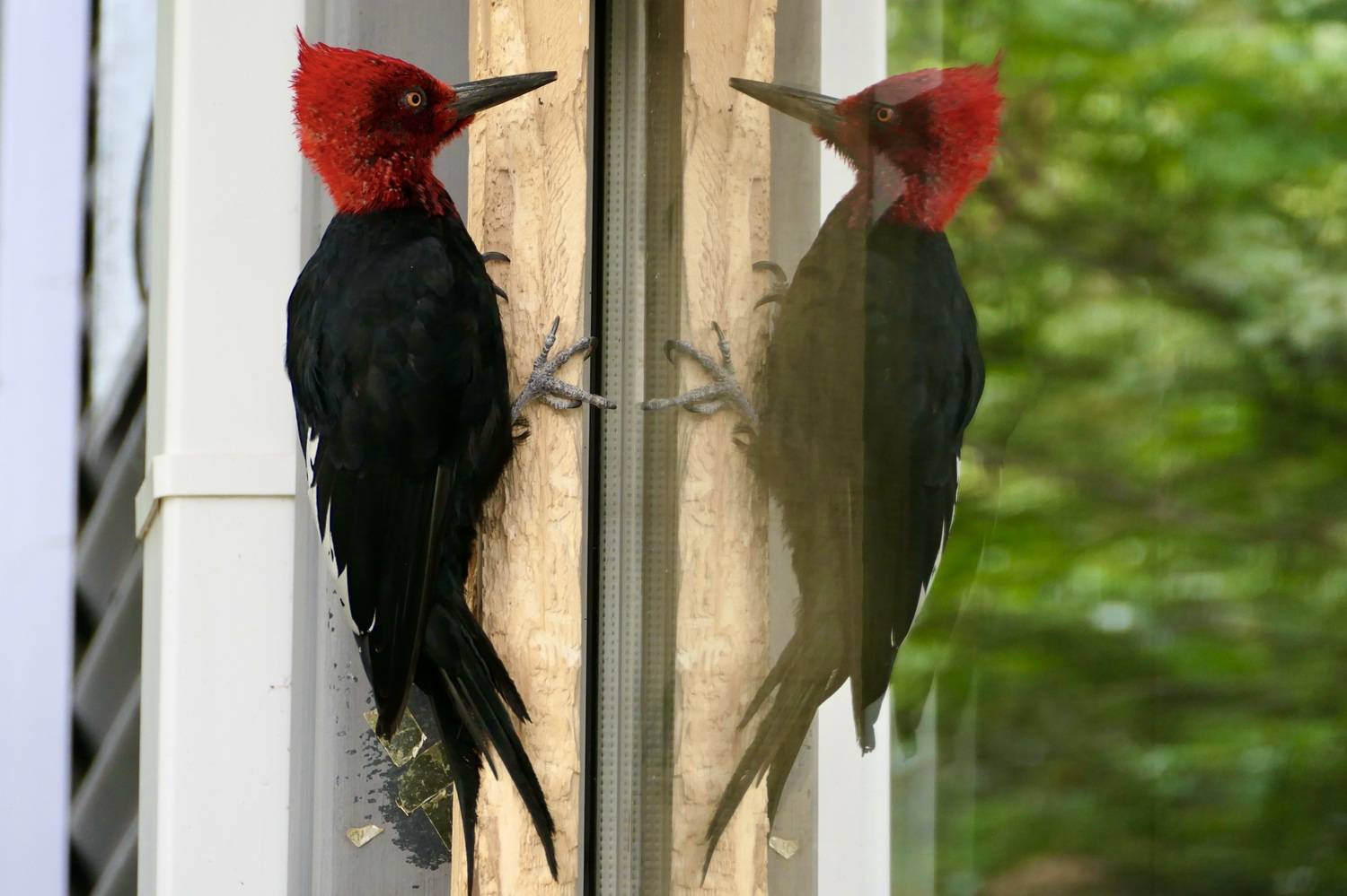 Магелланов дятел, Птицы, Чили, Окно, Животные, Birds, Woodpecker, Chile, , Svetlana Povarova Ree