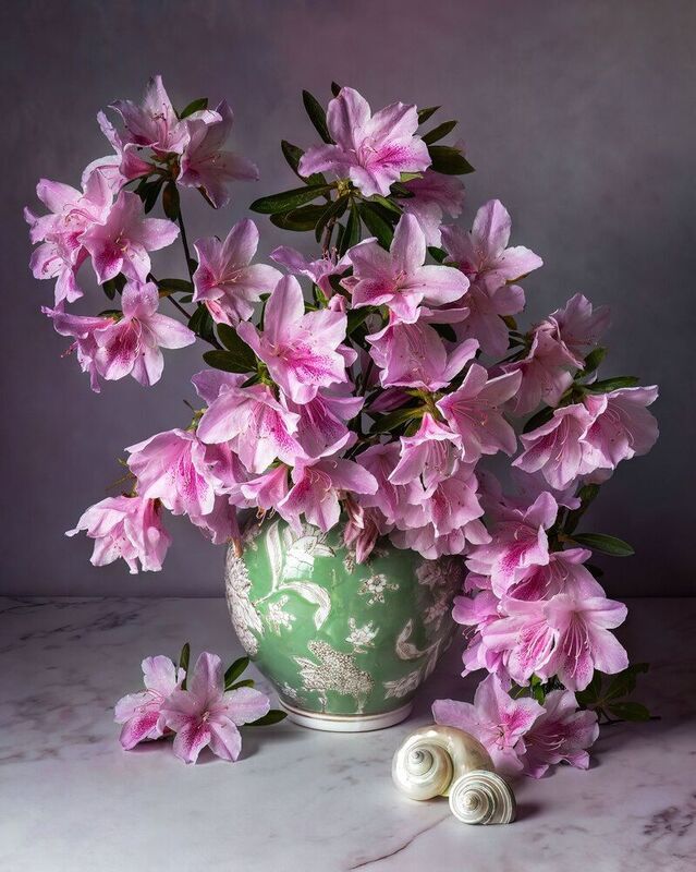 Azalea фото превью