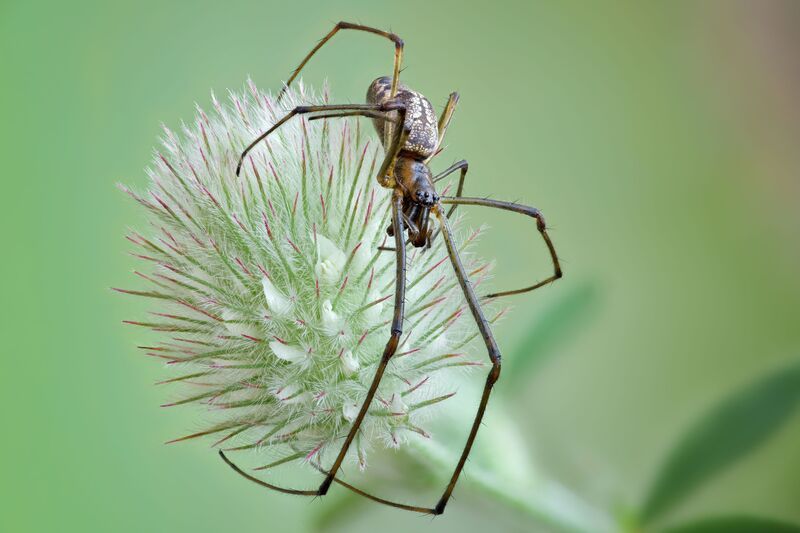 Tetragnathidae фото превью