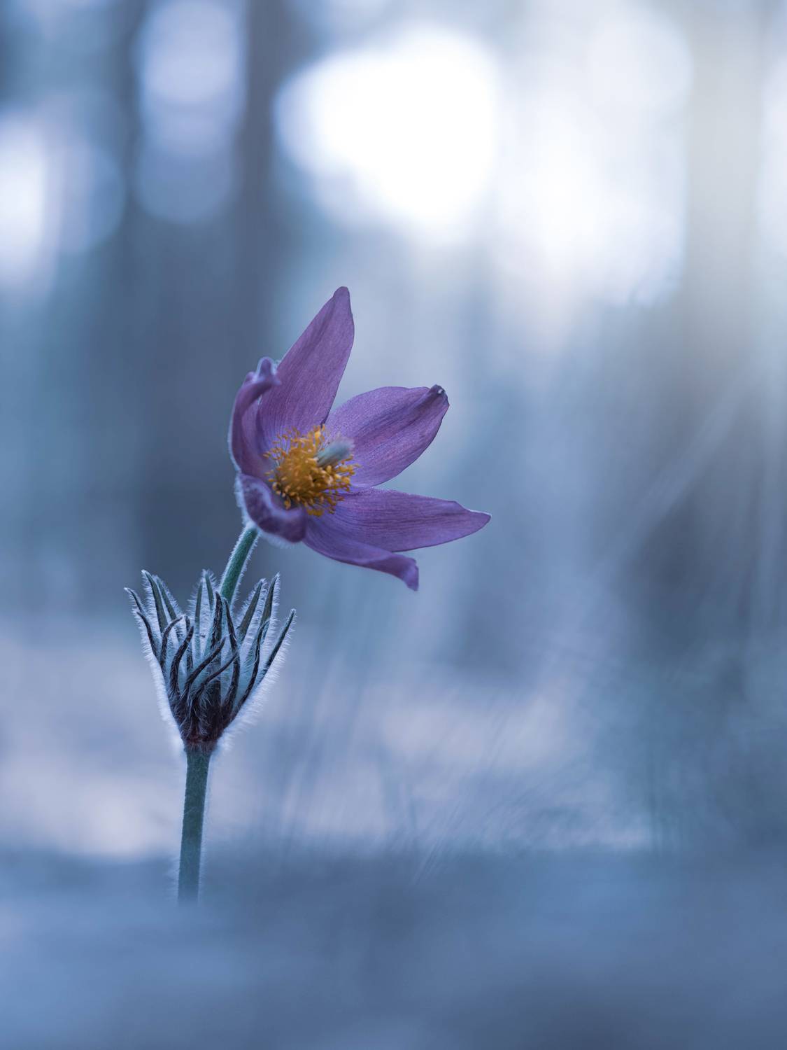 , Лапшина Владлена