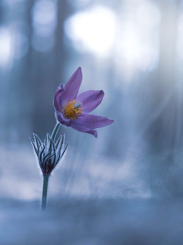 *** фото превью