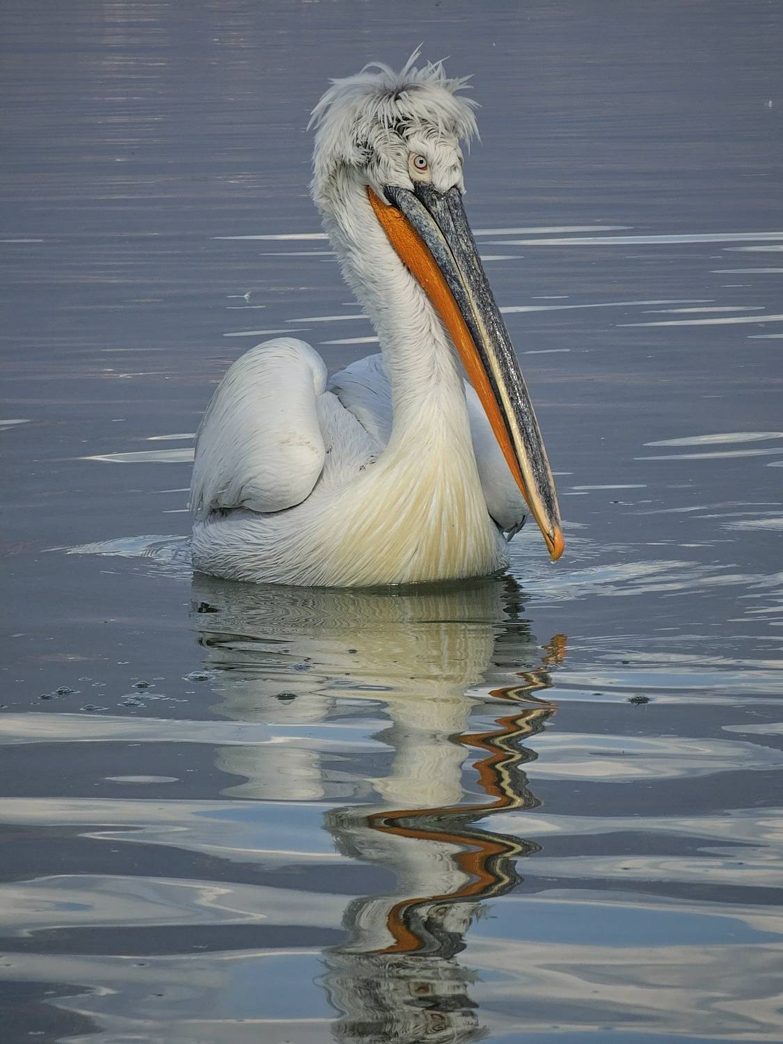 , Герчев Николай