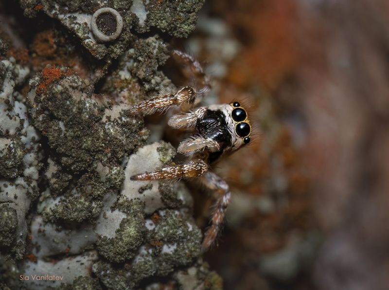 Скакун фото превью