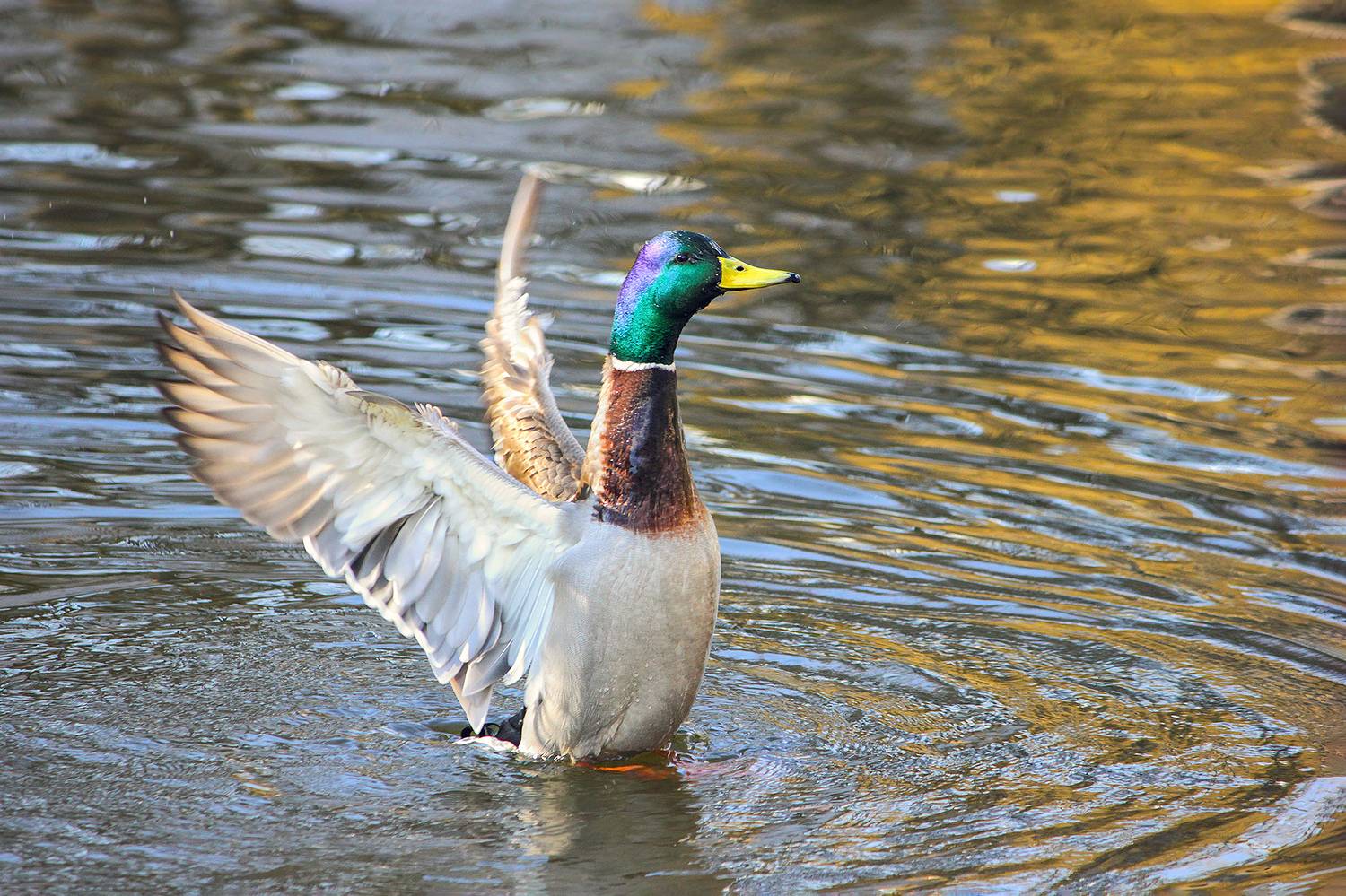 утка, кряква, anas platyrhynchos, КарОл