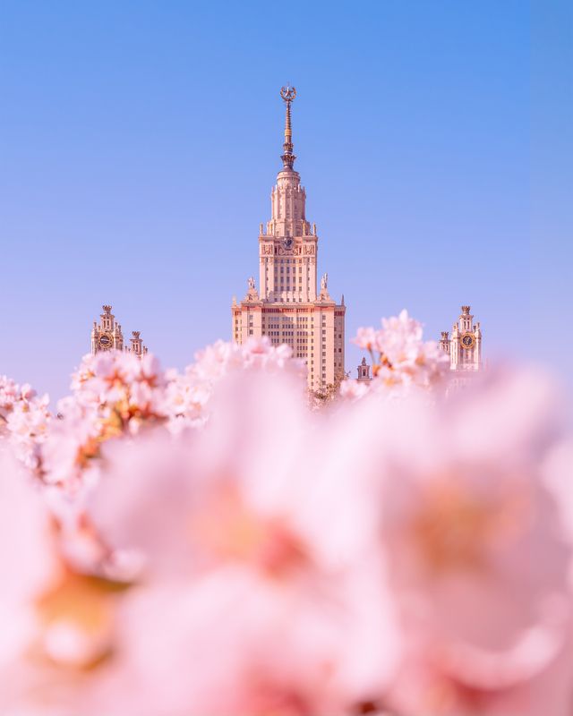 мгу, москва, сакура, весна, moscow, spring Сакура около МГУ фото превью