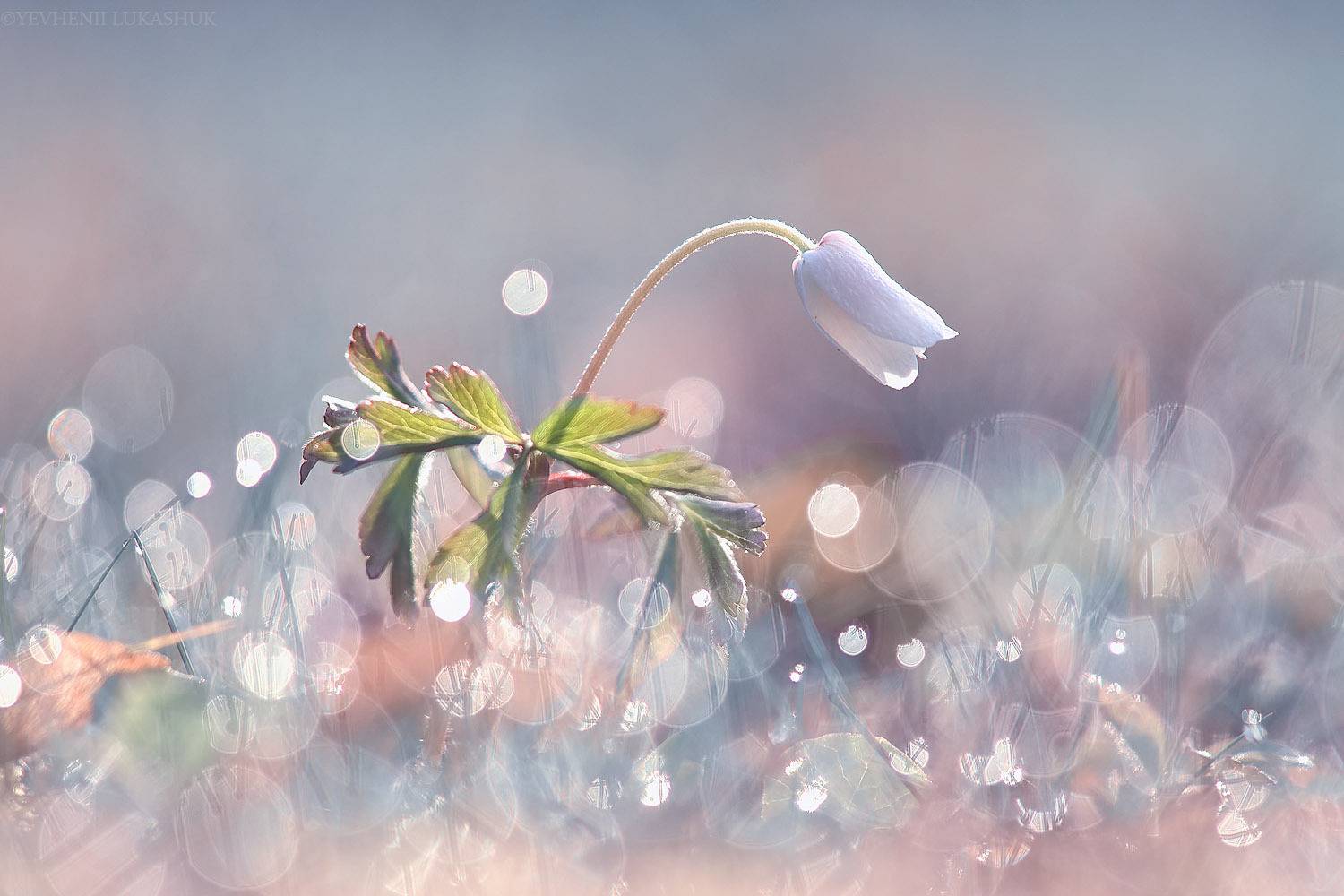 , Лукашук Евгений