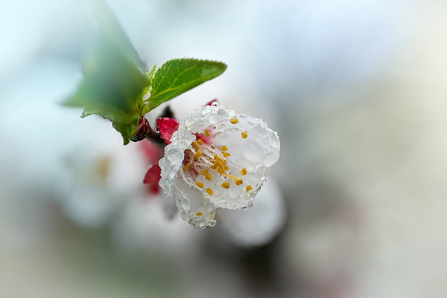 , Калёв Сергей