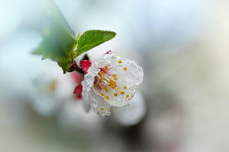 Абрикос фото превью