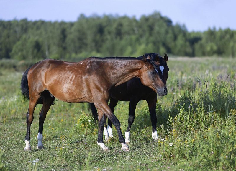 лошади,красота, поле, природа, horses, beautiful, field, nature Сердечная симфония фото превью