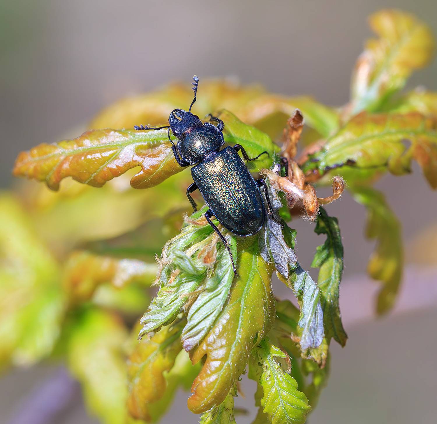 насекомые, жук, рогач, синий, весна, апрель, Борис Новиков