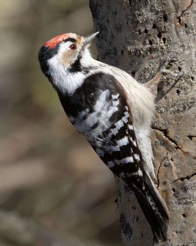 dryobates minor, малый пестрый дятел, фото птиц, birds  фото превью