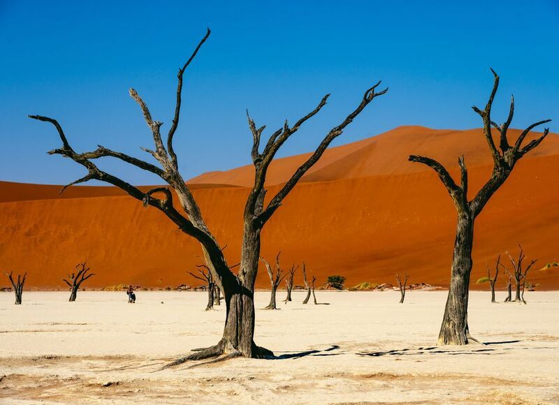 пустыня каменный лес Намибии фото превью