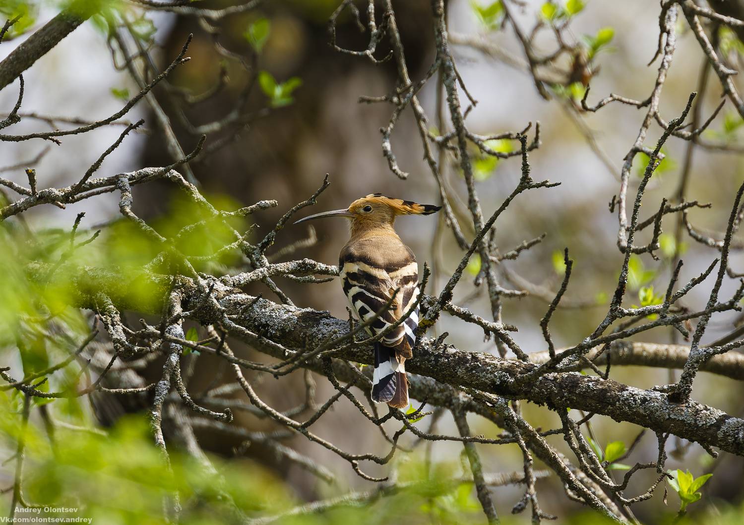солнце, россия, рассвет, природа, подмосковье, погода, пейзажи, пейзаж, отражение, наукоград, красота, дубна, вода, весна, weather, water, spring, russia, reflection, naukograd, nature, moscow, landscape, dawn, canon, dubna, beauty, Олонцев Андрей