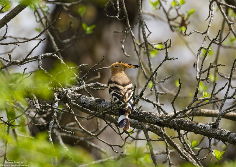 солнце, россия, рассвет, природа, подмосковье, погода, пейзажи, пейзаж, отражение, наукоград, красота, дубна, вода, весна, weather, water, spring, russia, reflection, naukograd, nature, moscow, landscape, dawn, canon, dubna, beauty *** фото превью