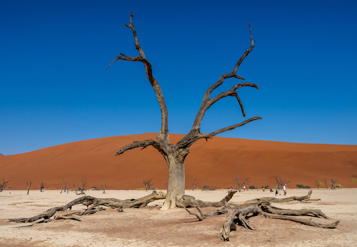 пустыня, Шашкова Вероника