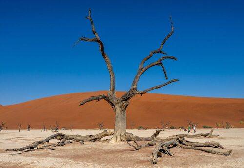 каменный лес