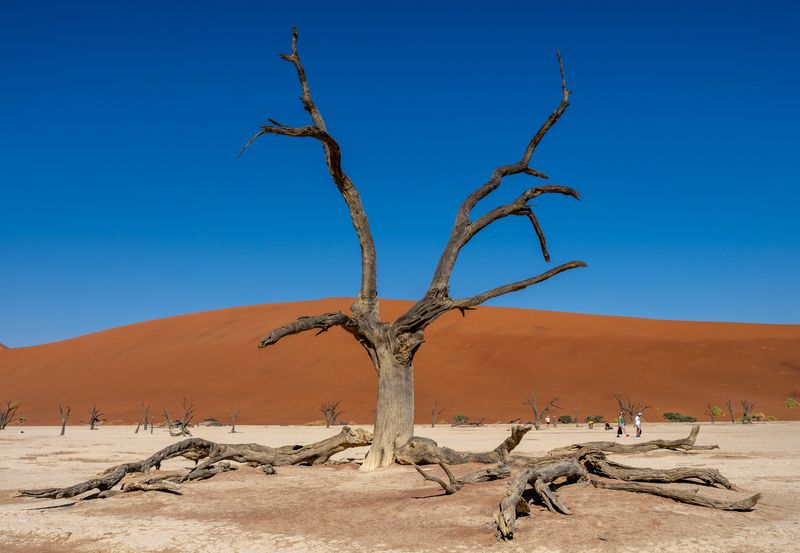 пустыня каменный лес фото превью