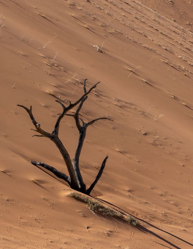 пустыня Каменный лес фото превью