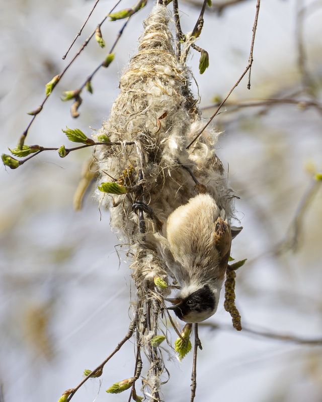 ремез, гнездо, весна, птицы Маленький строитель фото превью