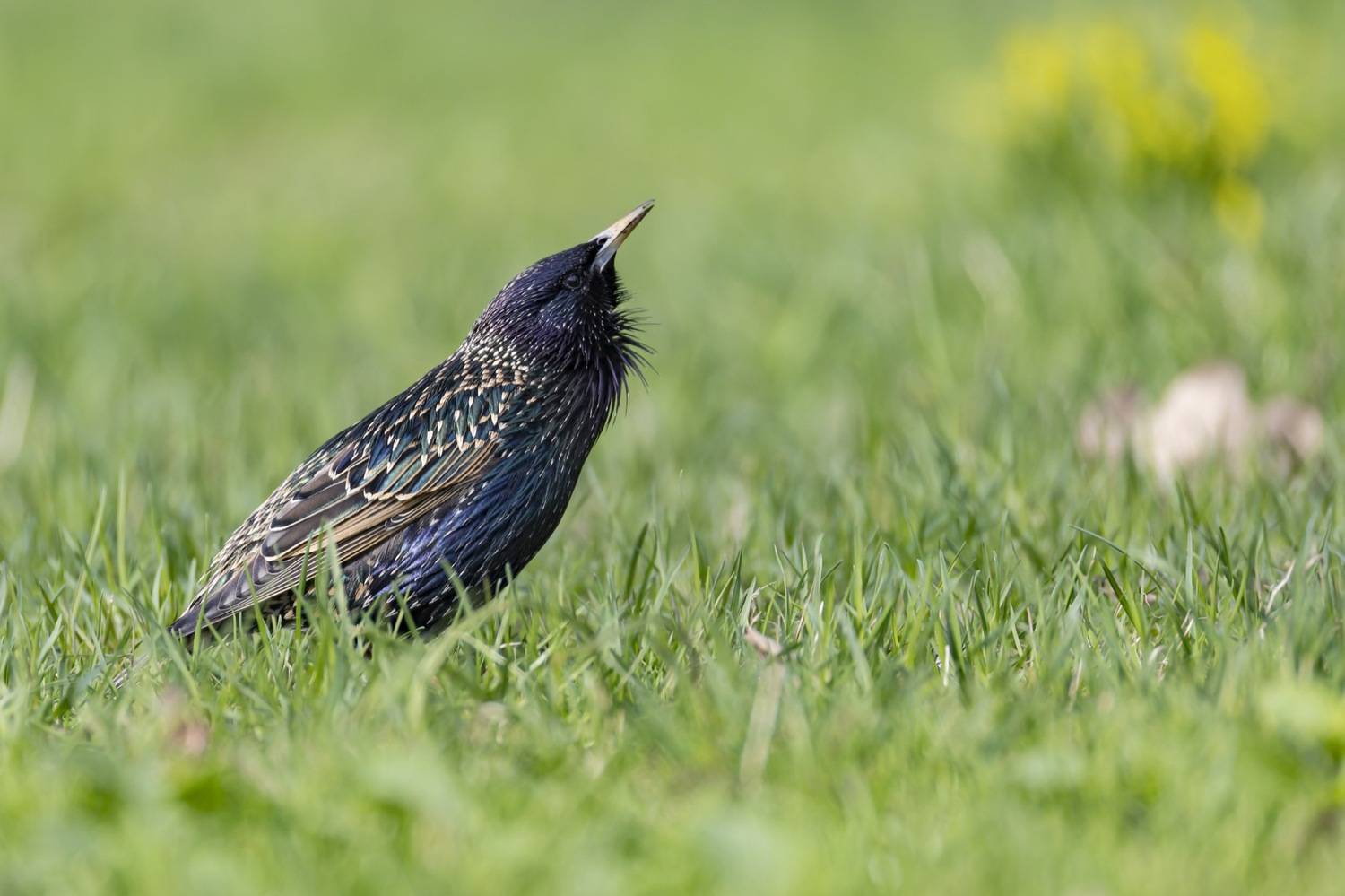 скворец, весна, птицы, Руслан Pl