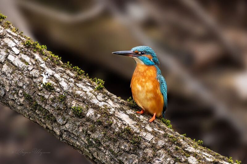 зимородок В ожидании суженного фото превью
