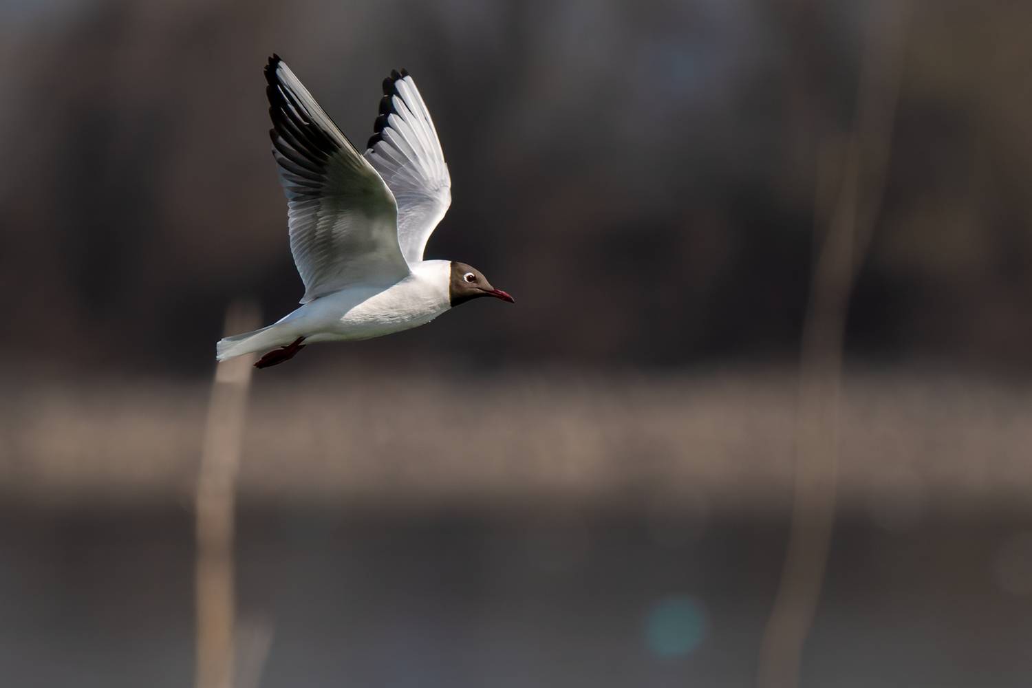 Birds, Lake Kerkini, Gull, Wildlife, Sajkovski Dejan