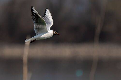 Black Headed Gull