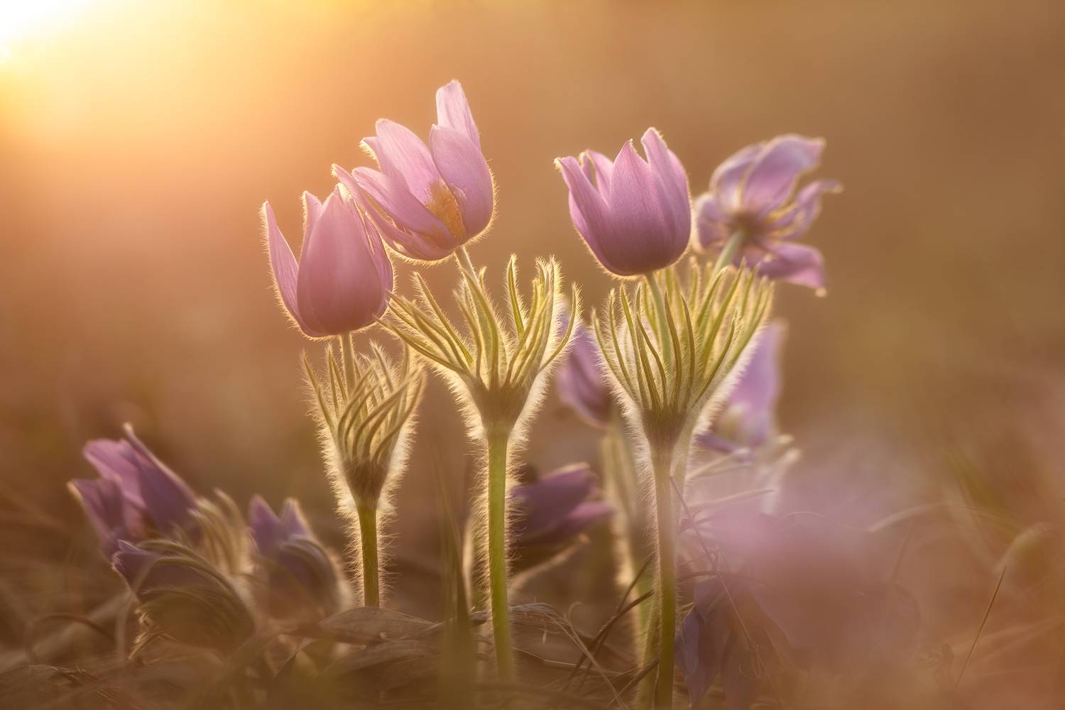 макро, природа, цветы, nature, wildlife, canon, Пронин Денис