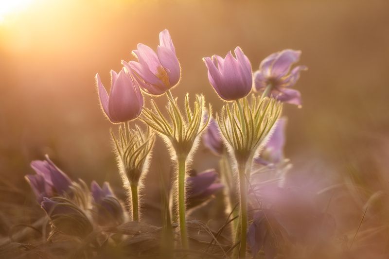 макро, природа, цветы, nature, wildlife, canon Цветочный закат фото превью