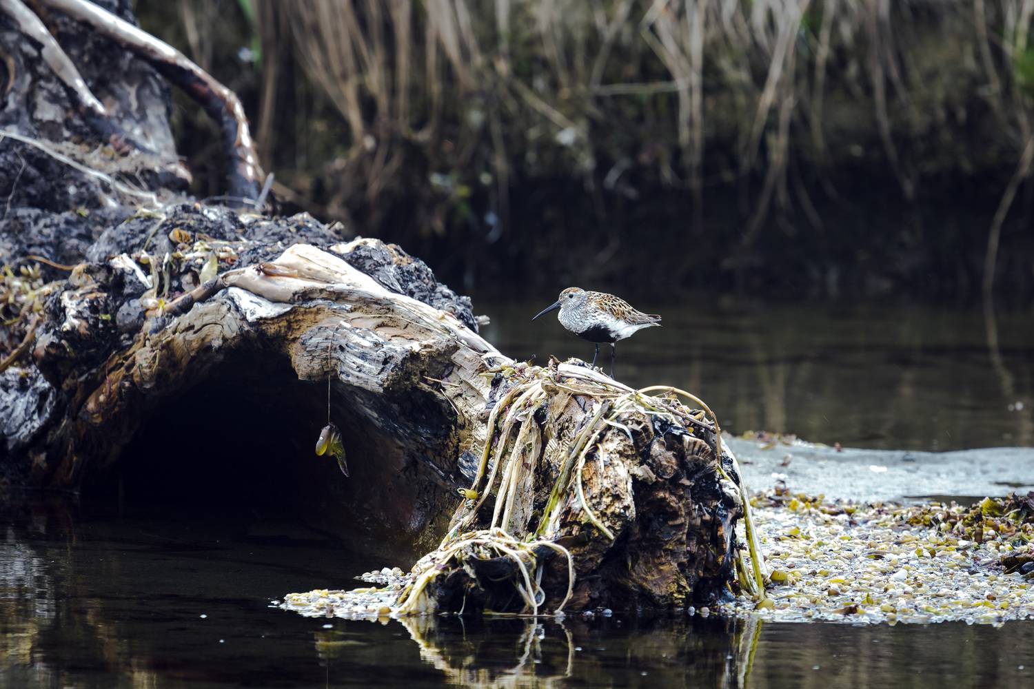 кулик, чернозобик, коряга, болото, среда обитания, Уткин Дмитрий