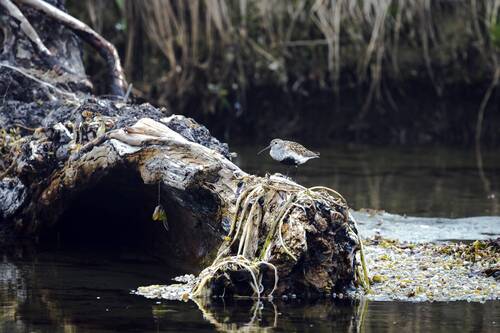 Чернозобик