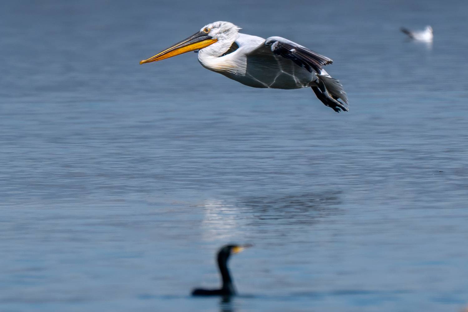 birds, Pelican, Animal, wildlife, Sajkovski Dejan