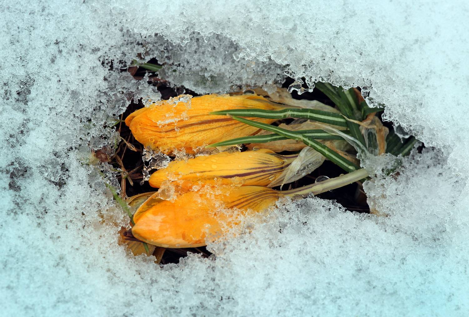 , Бибичков Михаил