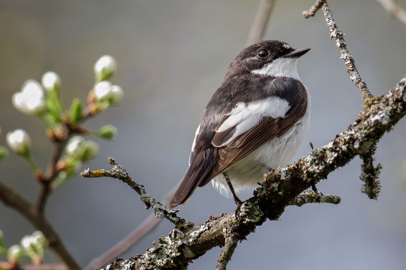 мухоловка-пеструшка Мухоловка-пеструшка фото превью