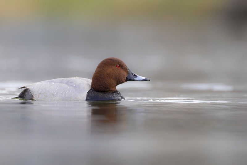 красноголовый нырок, птицы, утка Красноголовый нырок фото превью