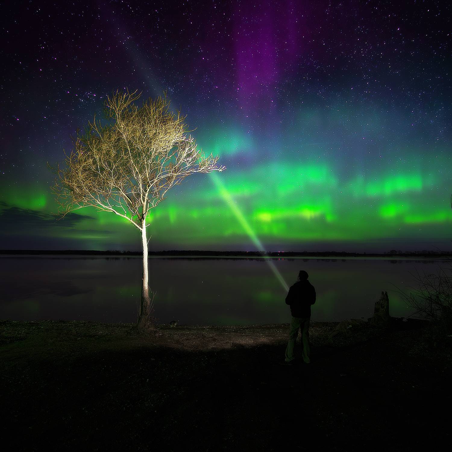 аврора, сияние, ночь, река, дерево, Макаров Роман