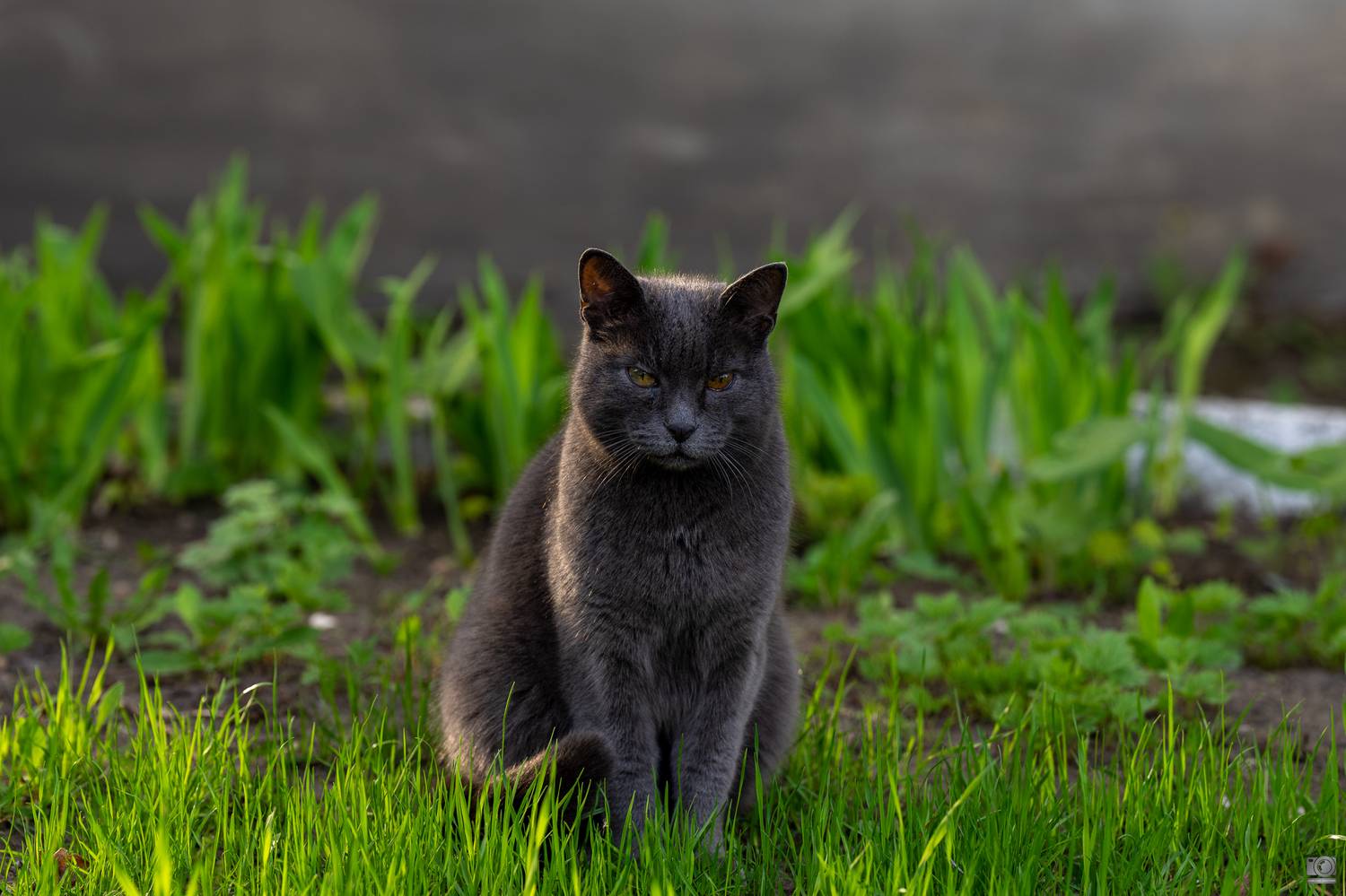 , Ковалев Дмитрий