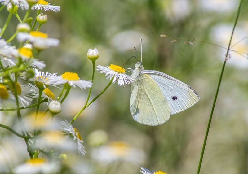 До и после встречи со стрекозой  фото превью