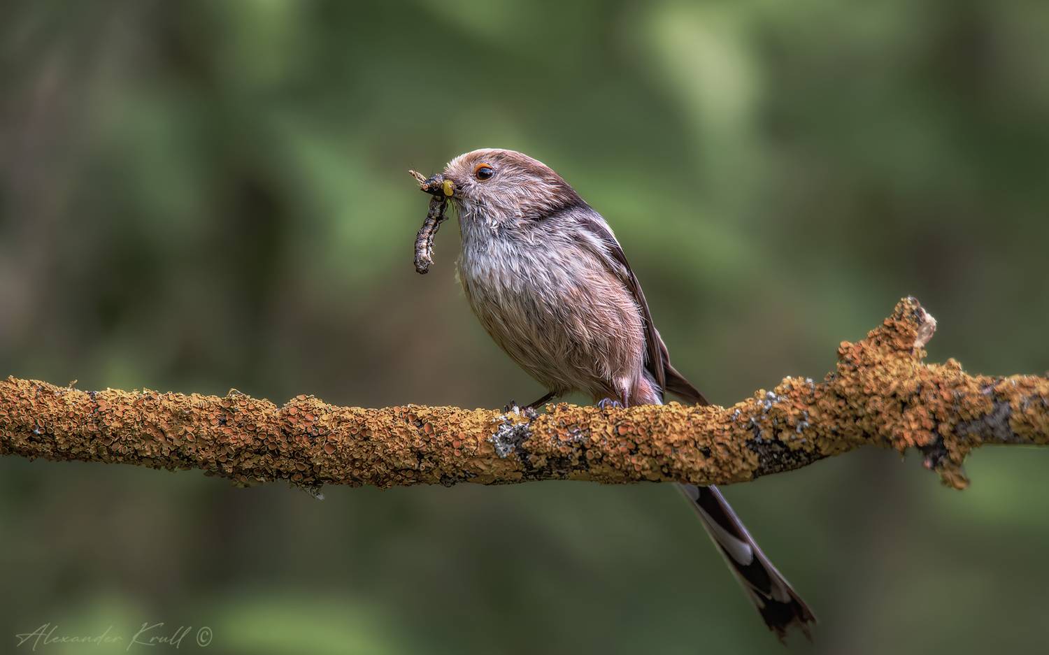 длиннохвостая синица, ополовник, aegithalos caudatus major, Круль Александр