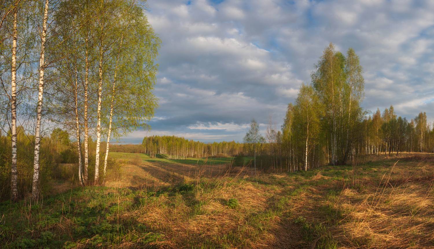 весна, лес, облака, поле, Свистков Александр