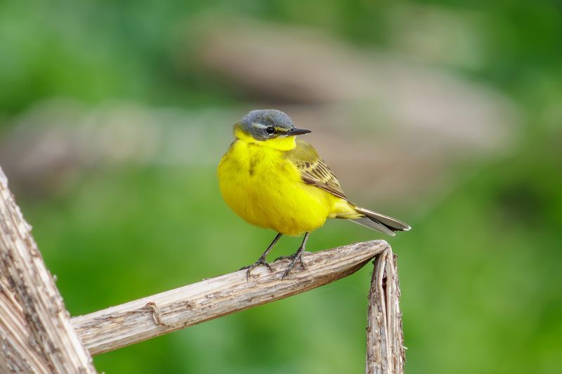 желтая трясогузка, трясогузка Желтая трясогузка фото превью