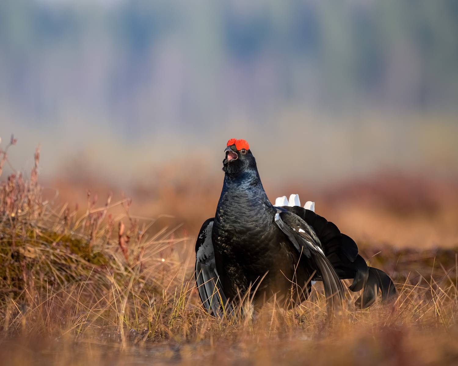 тетерев, ток, токование, птицы, фотоптиц, природа, весна, болото, лес, бердинг, бердвотчинг, фотоохота, birding, black grouse, countership display, birdwatching, wildlife, Михаил Ездаков