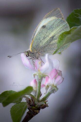 Апрельские мотивы..