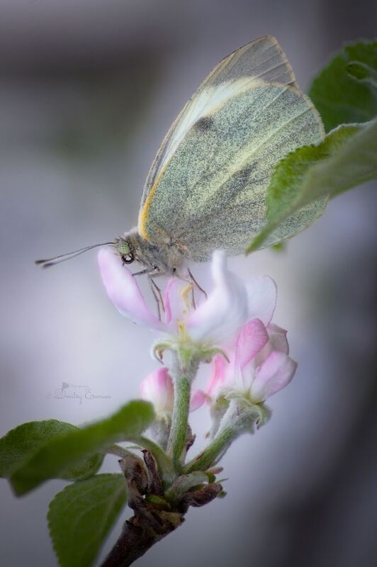 Апрельские мотивы.. фото превью