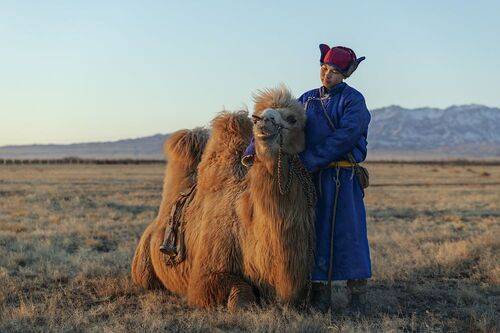 Mongolian camel winter festival