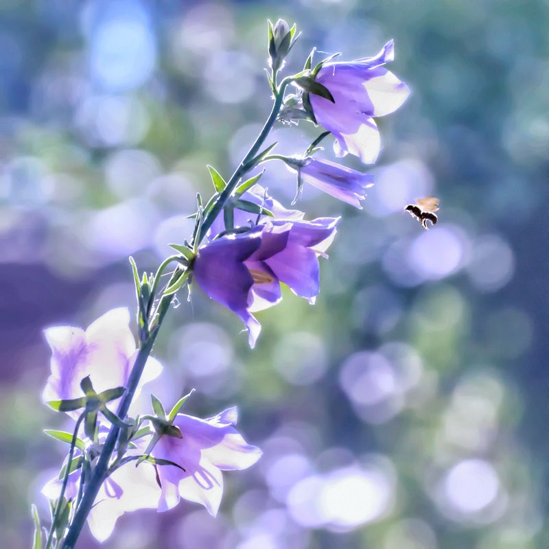 *** фото превью