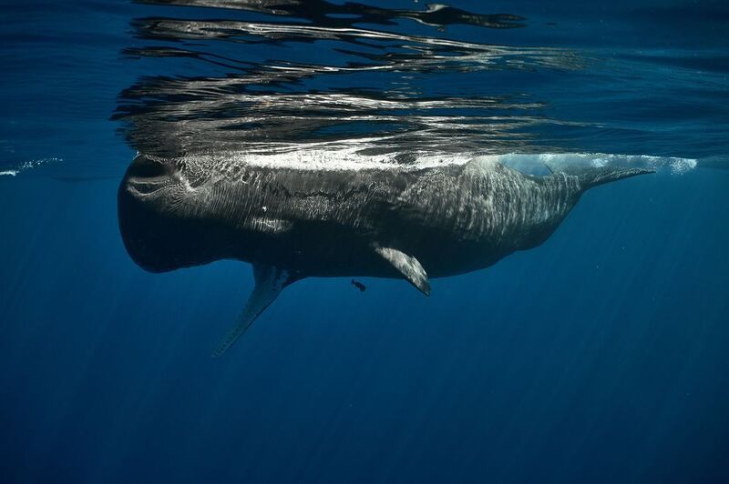 *** фото превью