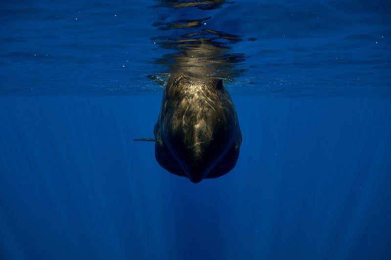Potato) фото превью