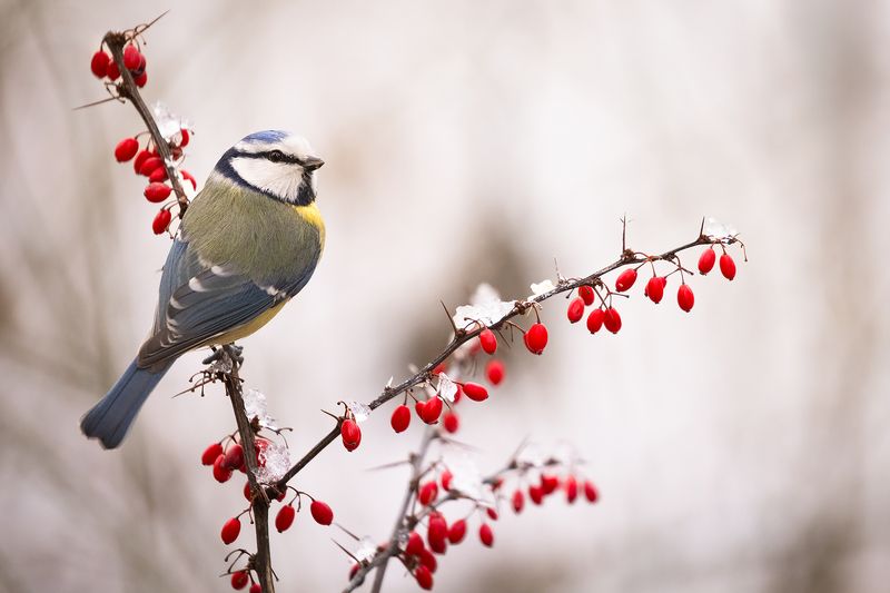 Titmouse фото превью