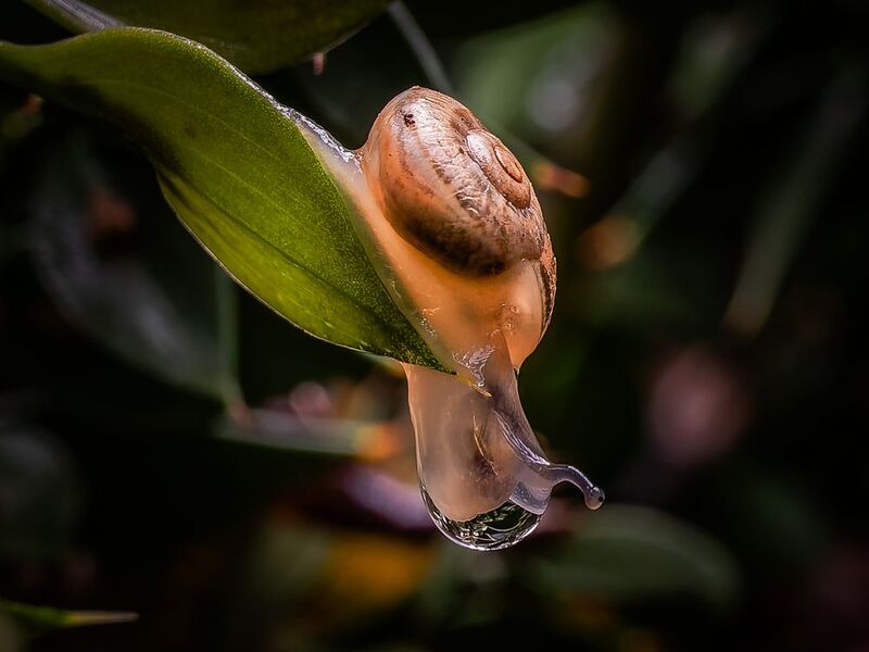 Snail Thirst фото превью